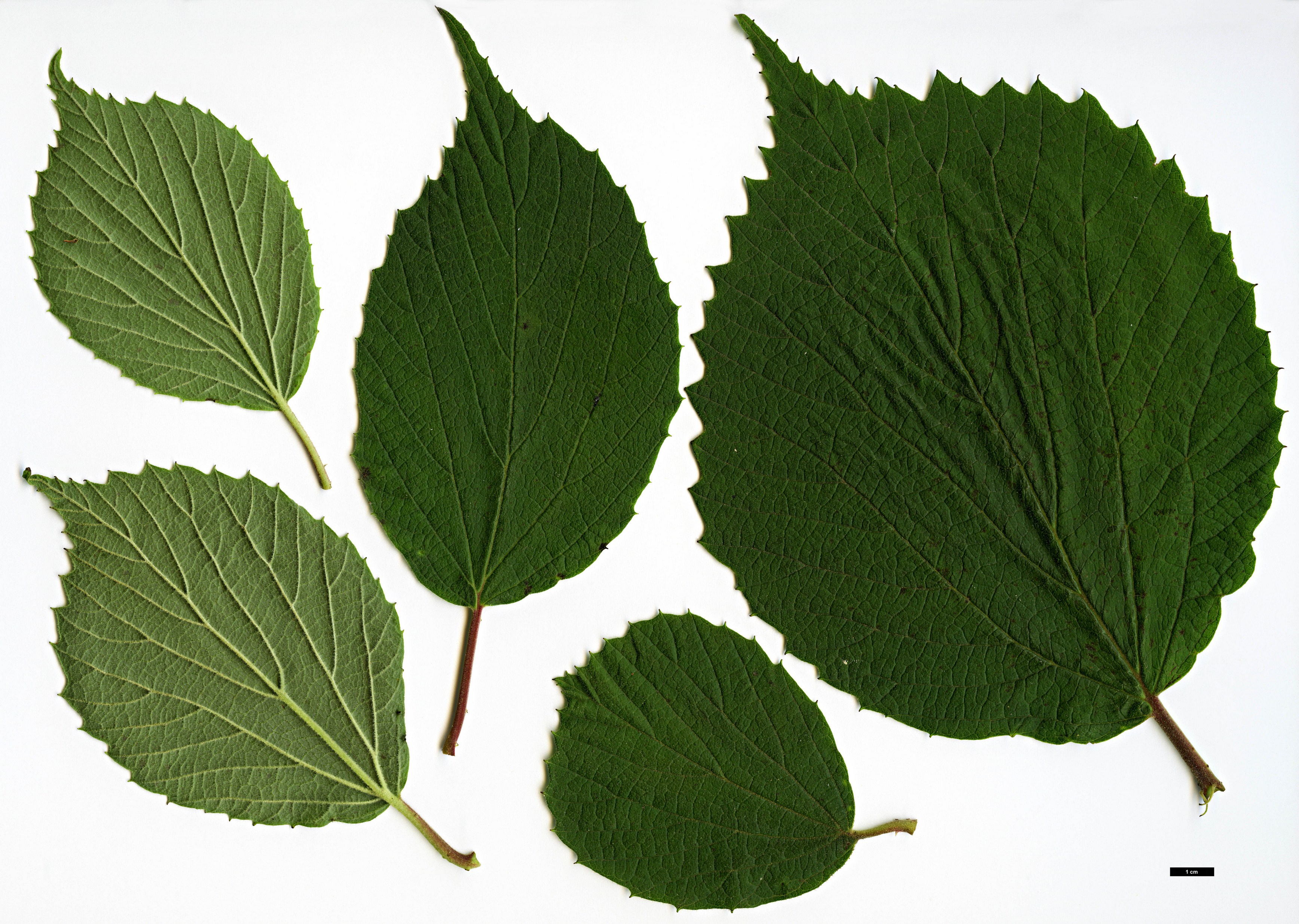 High resolution image: Family: Adoxaceae - Genus: Viburnum - Taxon: fordiae